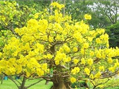 TP Huế: Bảo tồn giống mai vàng quý